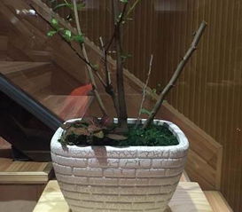 陶瓷花盆 室內蘭花的藝術之選