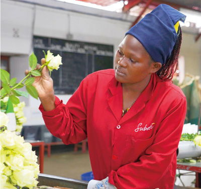 為非洲實現現代化創(chuàng)造機遇——訪肯尼亞總統魯托談苗木種植