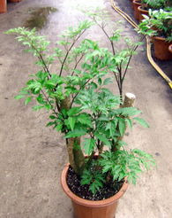 廣州森源花卉 專業苗木種植，打造花卉世界優質產品展示