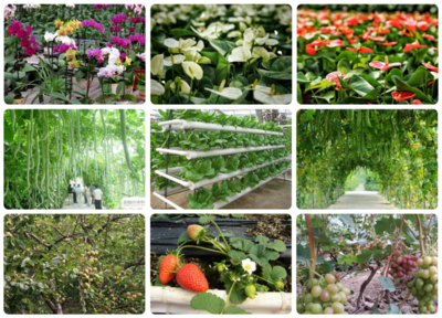 科技賦能，綠意盎然 探訪北京小湯山現代農業科技示范園的苗木種植