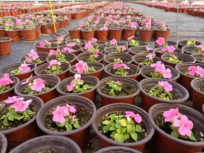 玉灃花卉現代農業產業園 60萬盆鮮花濃情綻放，苗木種植助推產業升級