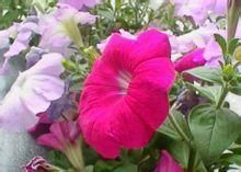 青州矮牽牛批發指南 市場價格、供應優勢與選購要點